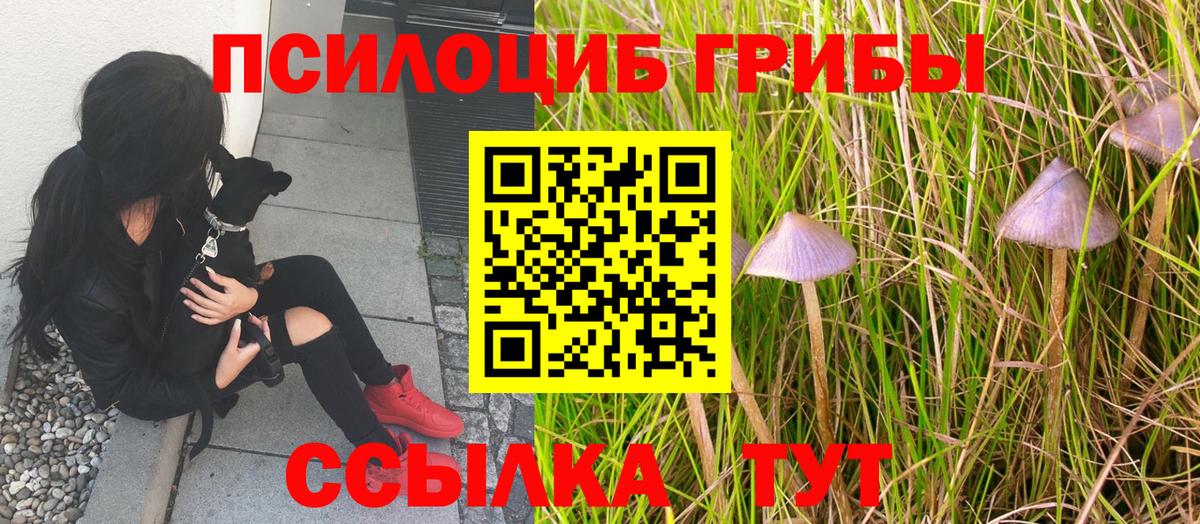 Псилоцибиновые грибы Cubensis  Вход с VPN  Сокол 